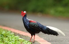 手背上有富贵窝的女人命运好不好?