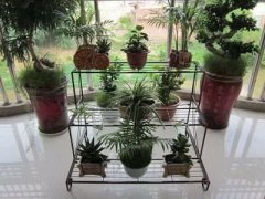 房子周围的树的风水大全