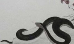 究竟哪些生肖有总裁命?