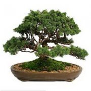 植物风水:橡皮树结实