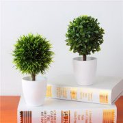 家里放植物风水禁忌是什么?