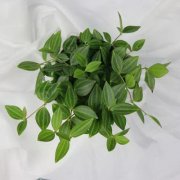 风水旺宅植物有哪些?