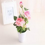 办公室风水之放蟹爪兰