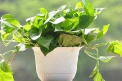 家里养什么植物好呢?