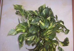 酒店门口种什么树风水好?