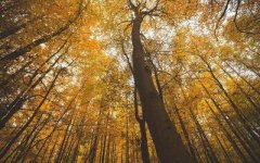 重庆秀山本地命理大师哪个口碑更好