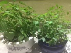 家里放绿植是全屋还是客厅好？