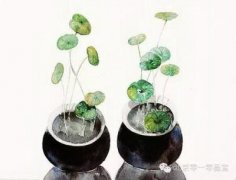 风水属阳植物有哪些?