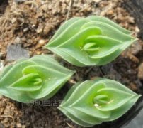 家里摆放植物风水禁忌