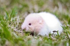 属鼠的风水作用