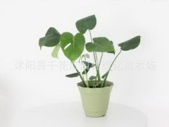 吉祥的植物风水