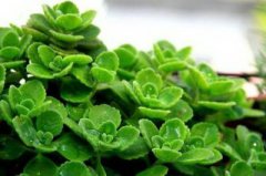 金玉满堂风水物品