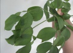 谁知道家庭摆设风水禁忌有哪些