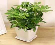 屋前种什么树比较旺风水好?