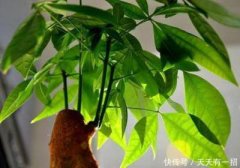 你可能会喜欢旺财风水植物有哪些？