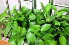 家居摆设风水知识大全