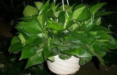 客厅非洲茉莉风水如何选择：