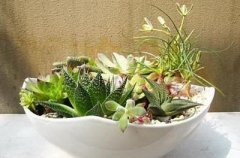 家中植物摆放风水禁忌