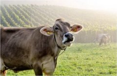 生肖牛办公桌风水吉位解析