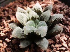 家居植物摆放风水有讲究