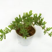 家里财位风水宜摆设什么植物？