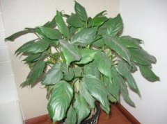 风水上如何化解夫妻感情怀孕等的情况?