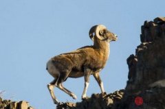 属羊人的风水朝向有什么讲究