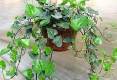 室内风水玄关能放镜子么?