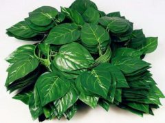 家里放哪些植物风水比较好？