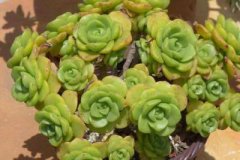 假花真的会有风水禁忌吗?