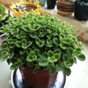 家居植物风水摆放禁忌