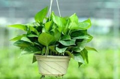 门口栽什么盆栽风水好?家里养什么植物风水好？