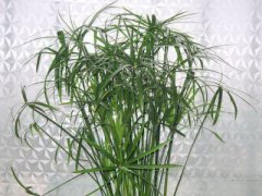 家门口放什么花盆风水好