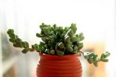 尖叶子的植物风水学