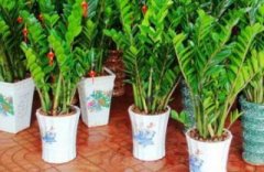 兰花放在家里怎么样?