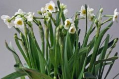 家里摆放植物风水