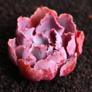 富贵竹放玄关好不好?