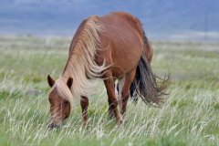 马年风水布局，是不是对我们有帮助呢?