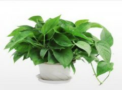 家里厕所栽竹子风水好不好?