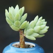家居中摆放风水植物的有哪些?