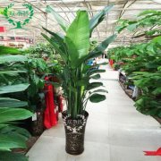 家里有梧桐树风水好吗?