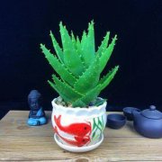 芦荟开花风水寓意什么?