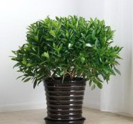 家里的发财竹怎么摆放风水好