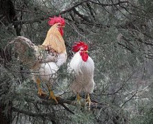 属鸡的风水运势分析