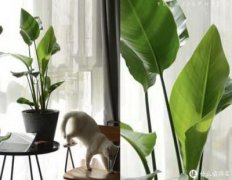 家居卧室风水植物