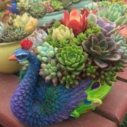 风水什么绿植聚财?
