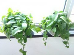 家中风水植物摆放风水
