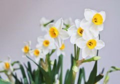 家中的花总是枯萎