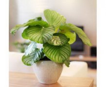 植物的风水作用