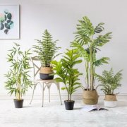 风水植物五行属什么?